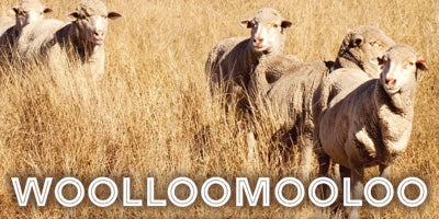 Feature graphic of the Wooloomooloo logo and Merino sheep